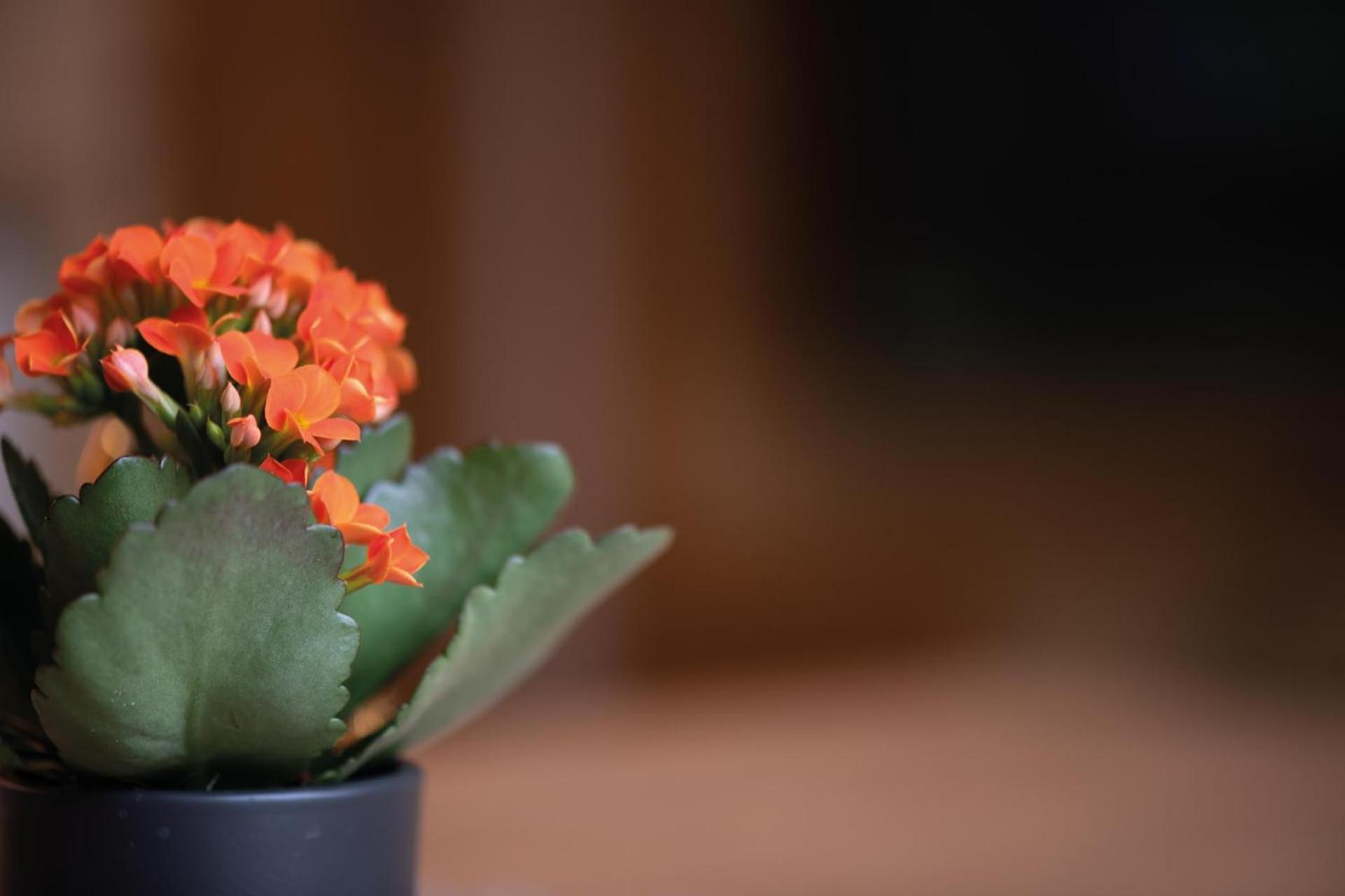 Living Miramor Racines Ngoại thất bức ảnh